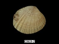 藏品(厚殼縱簾蛤 )的圖片